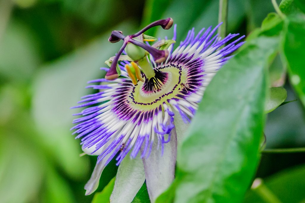 Passionflower wie 4 stamps