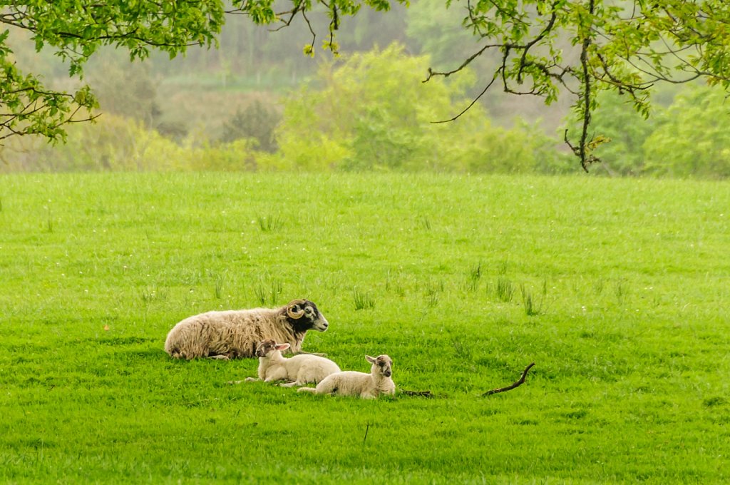 Silence of the lambs
