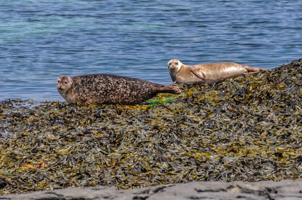 Seal Colony - Inishmore