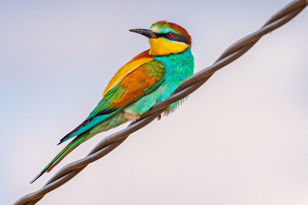 European bee eater