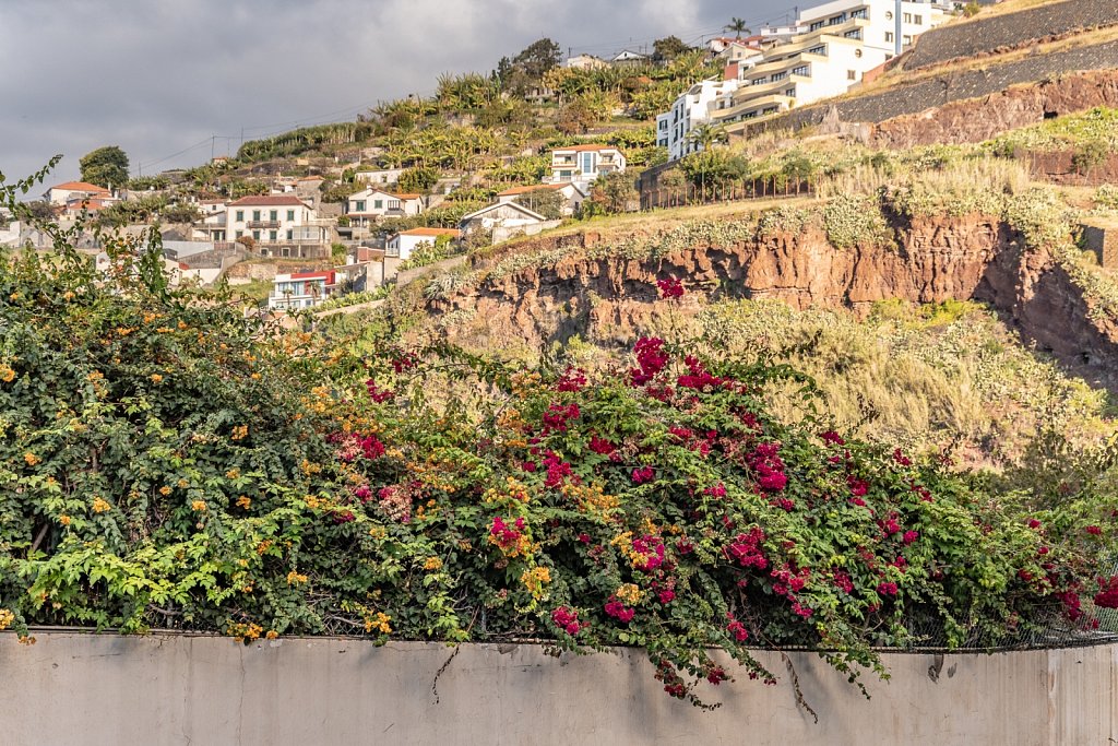 Visions of Madeira
