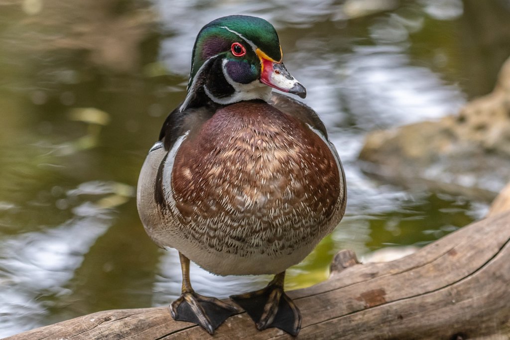 Wood duck