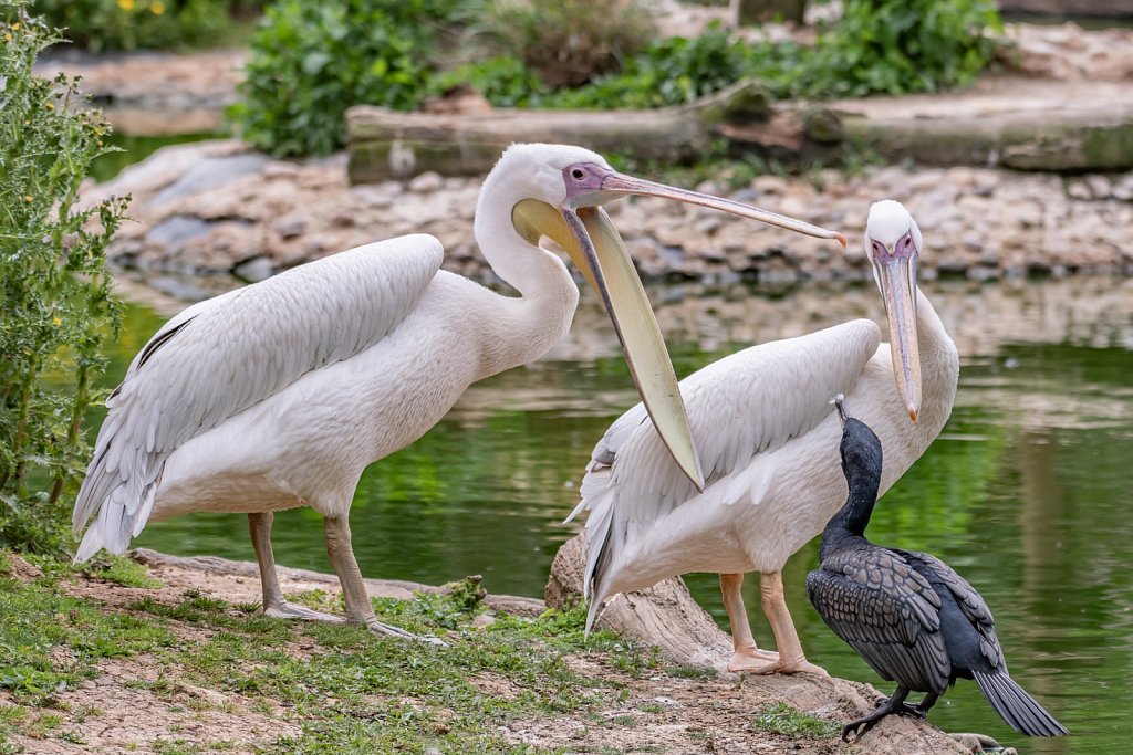 Pelicans