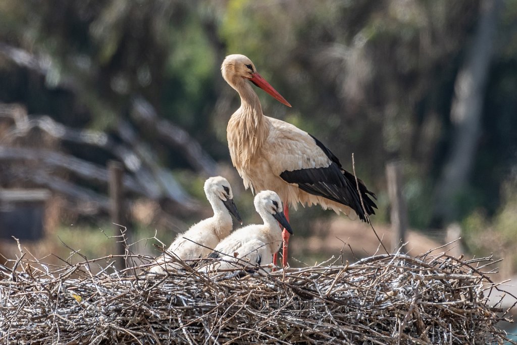 Stork