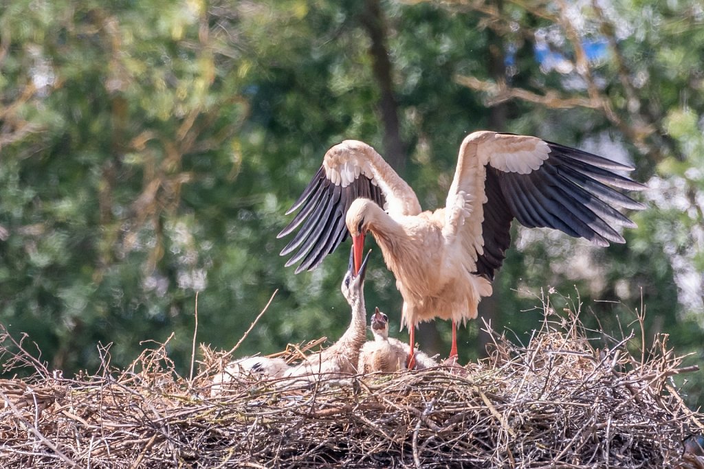 Stork