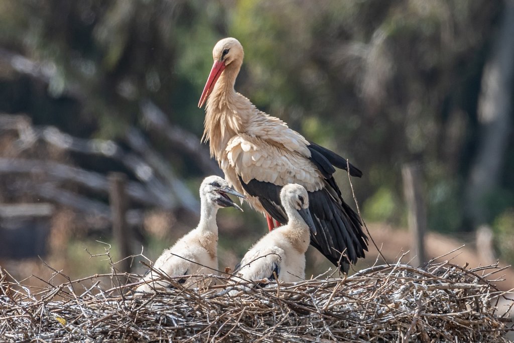 Stork