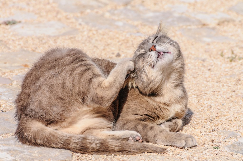 There is an itch to scratch