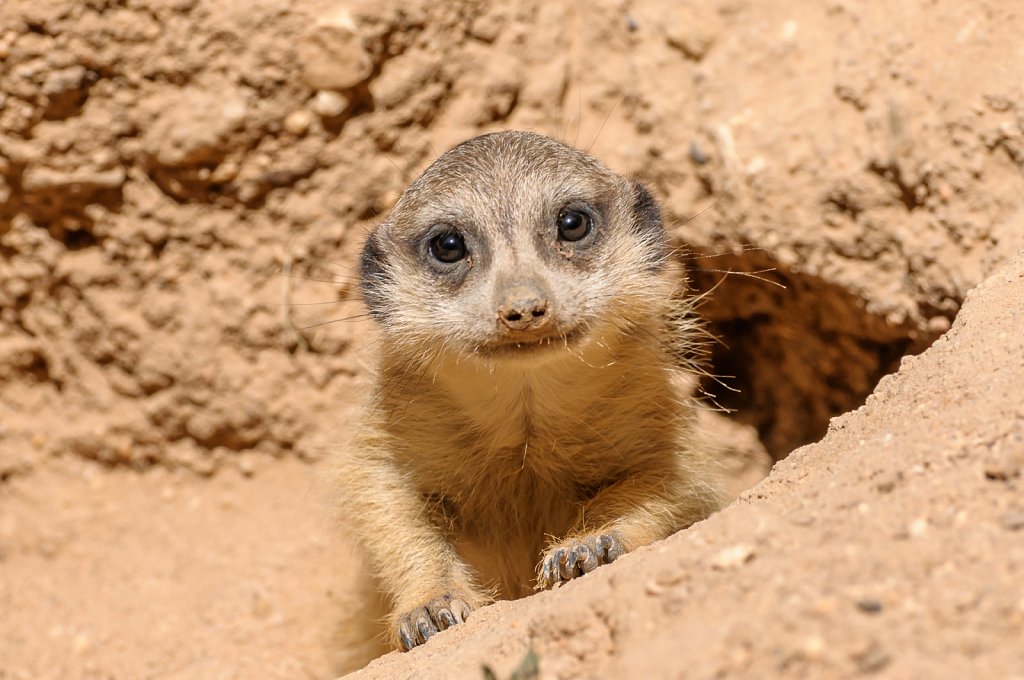 Meerkat