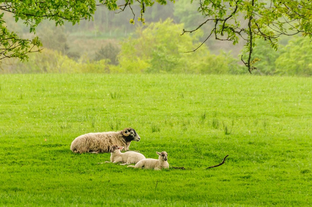 Silence of the lambs