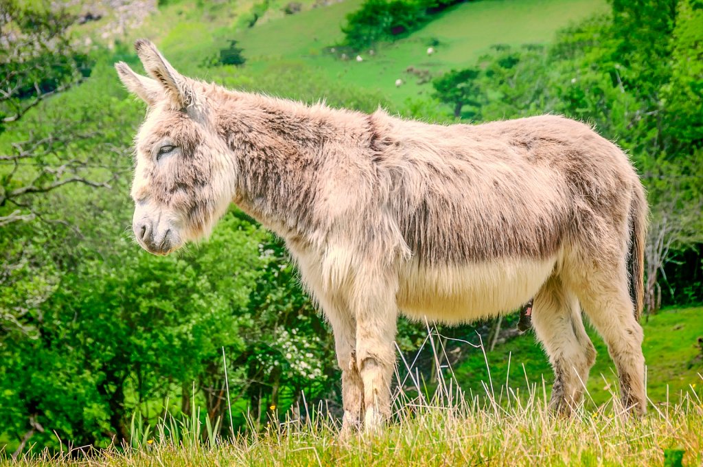Donkey