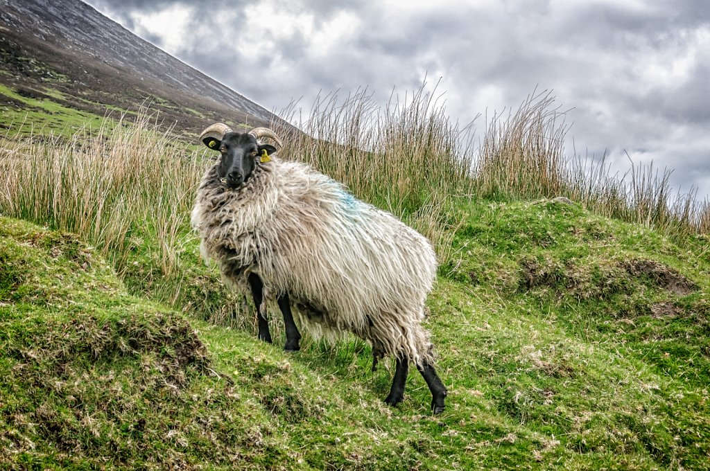 King of the hill - Achill Island