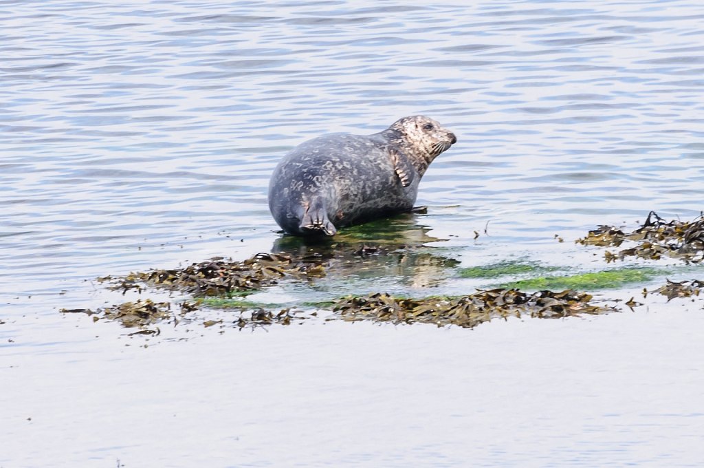Seal Colony - Inishmore