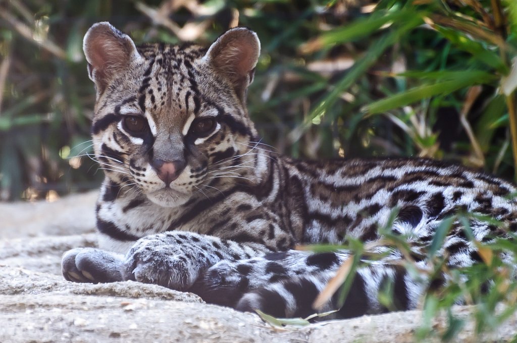 Ocelot