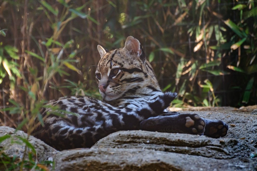 Ocelot