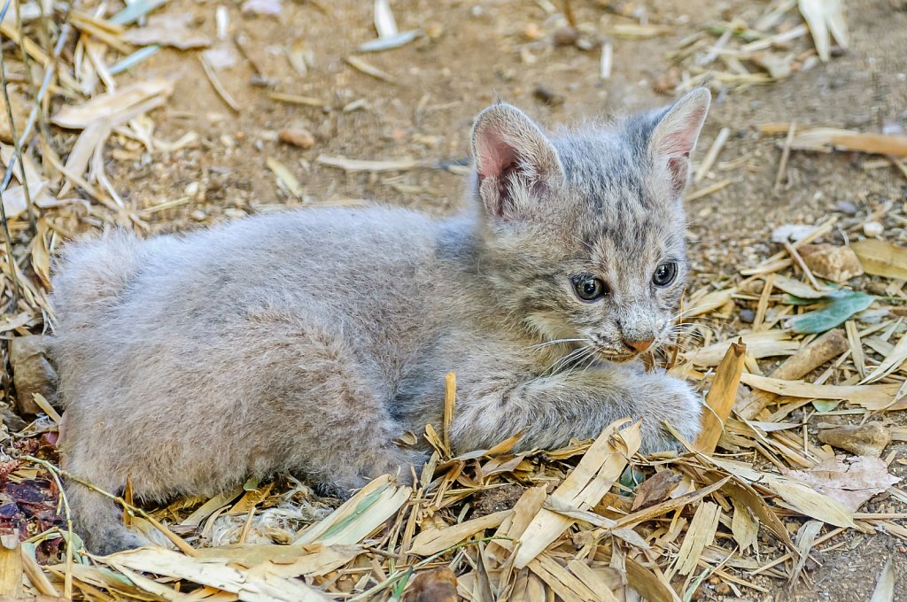 Baby lynx