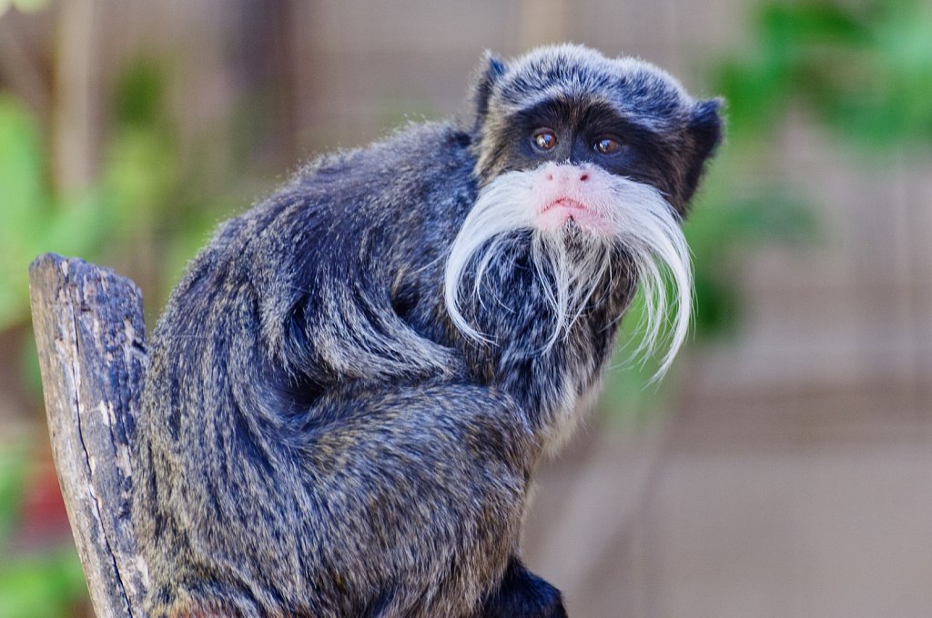 Emperor Tamarin