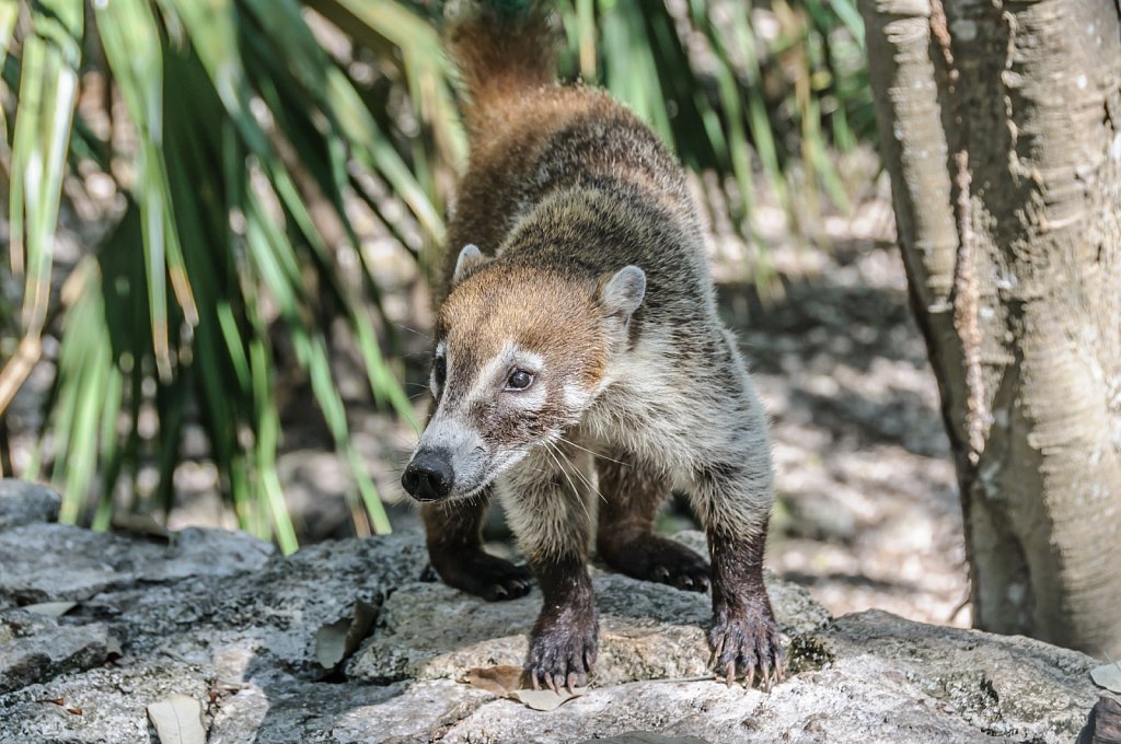 Coati