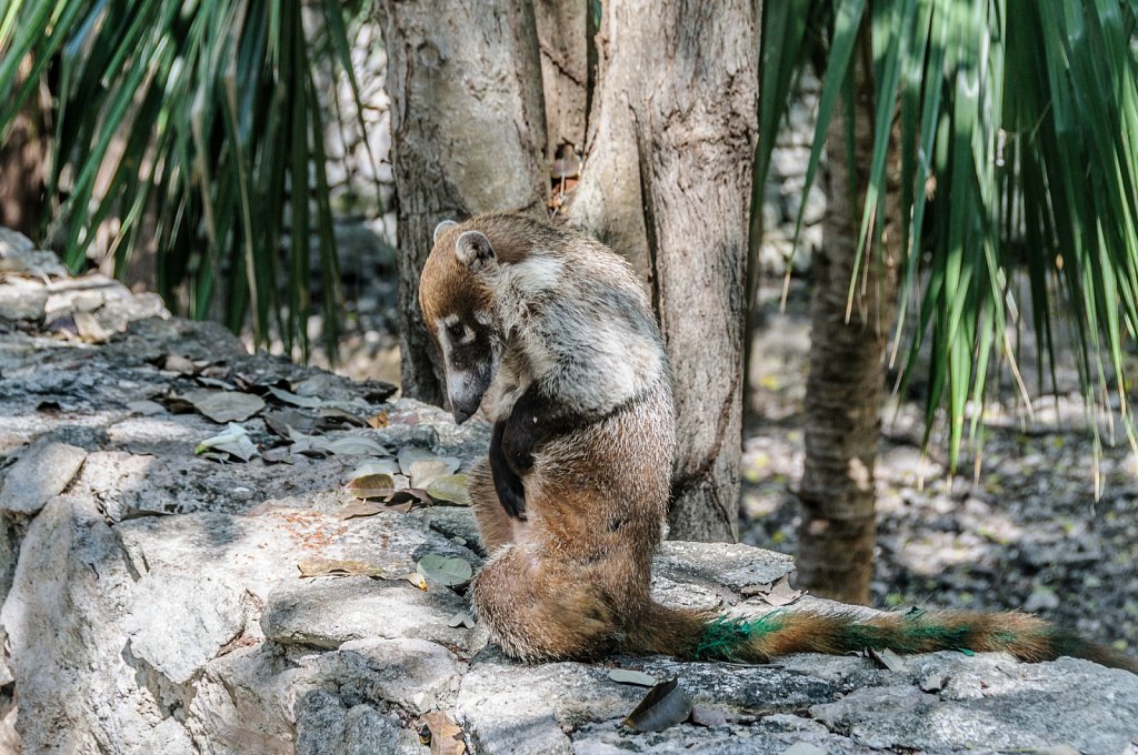 Coati