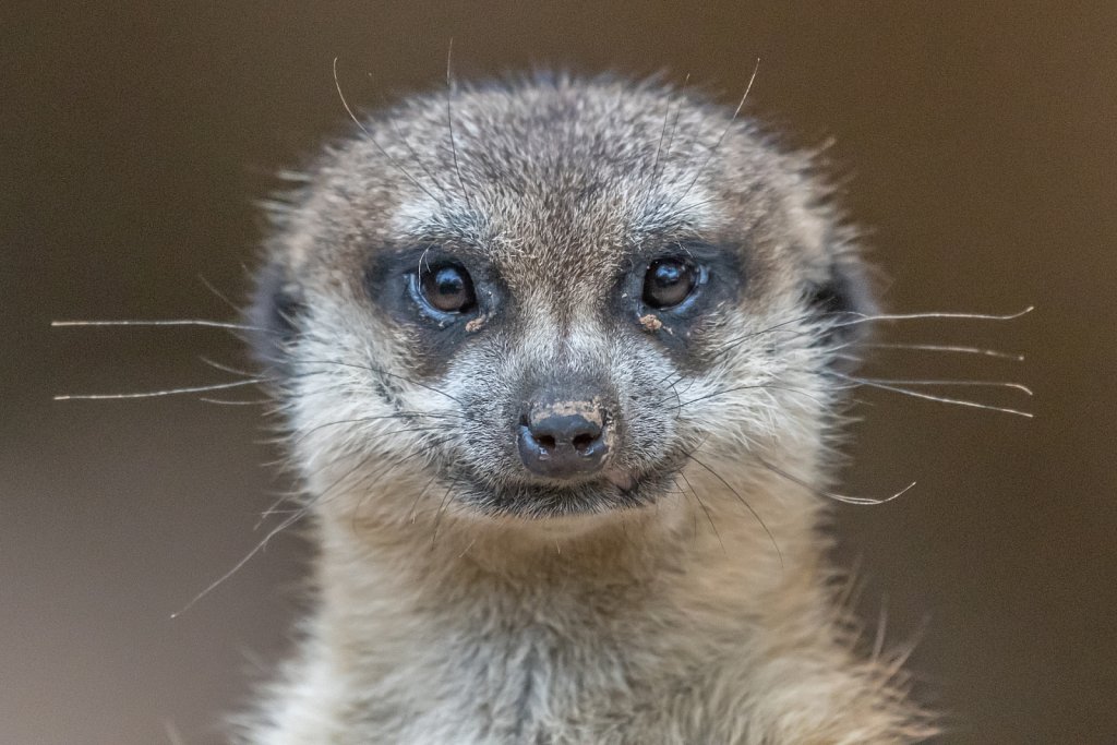 Meerkat