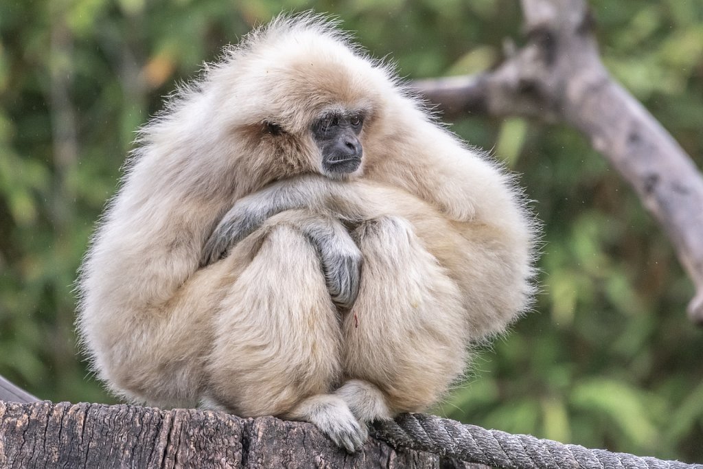 Gibbon