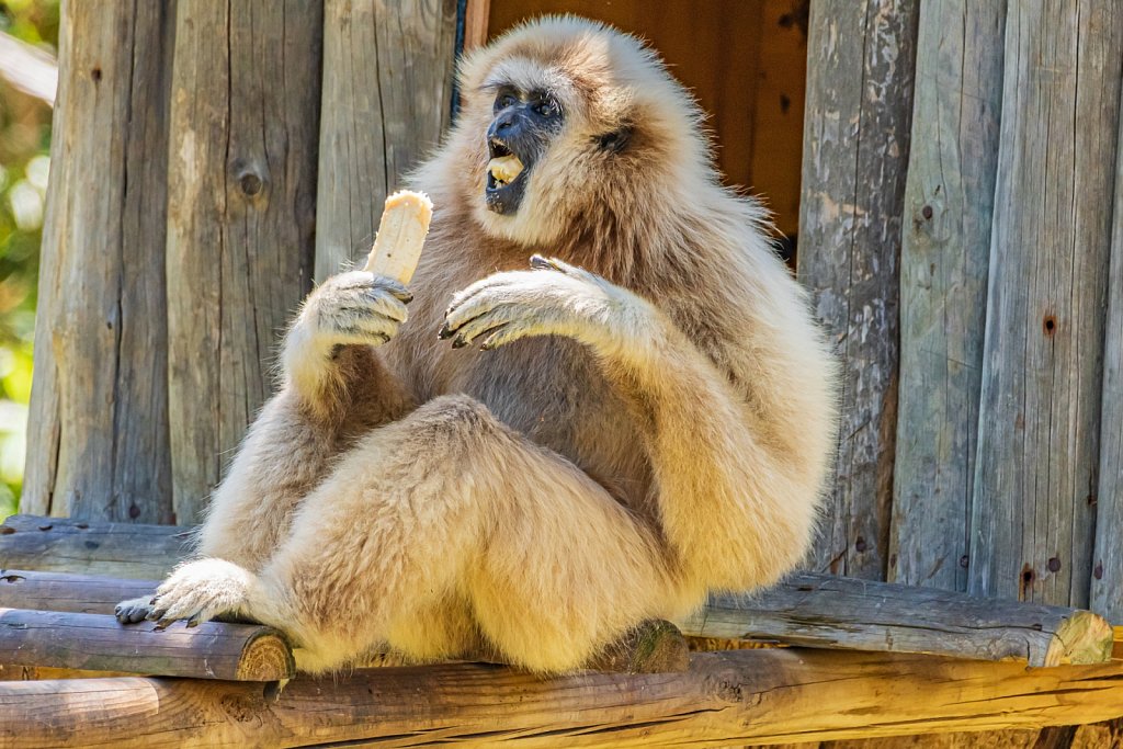 Gibbon eating a banana